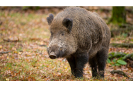 Pesta porcină africană a decimat porcii mistreți din Maramureș