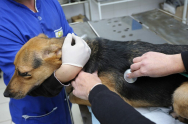  Câinii și pisicile, imunizate gratuit, la USV