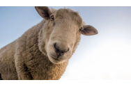 Cât de inteligente sunt oile? Este adevărat că oile se bat între ele?