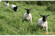 VIDEO - Sute de oi din China au mers în cerc timp de 12 zile la rând: comportamentul rămâne un mister