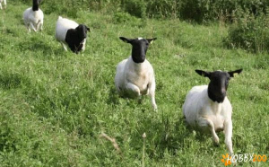 VIDEO - Sute de oi din China au mers în cerc timp de 12 zile la rând: comportamentul rămâne un mister