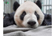 A murit unul dintre cei mai mari urși panda din lume
