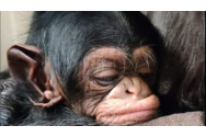 Reacția unei femele cimpanzeu când își vede puiul născut prin cezariană. Filmarea a strâns peste 12 milioane de vizualizări 