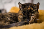 Flossie, cea mai bătrână pisică de lume, are 27 de ani