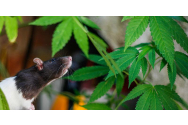Poliția din India anunță că șobolanii au mâncat 200 kg de canabis confiscat