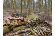 Inginer silvic, şef de district, inculpat pentru furt de arbori tăiaţi fără drept şi fals intelectual