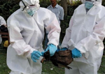 Zeci de mii de găini, sacrificate în Olanda pentru a limita extinderea gripei aviare