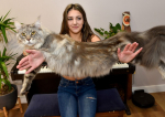 Aceasta pisică este adesea confundată cu un câine. Are peste un metru lungime și cântărește dublu față de o pisică obișnuită