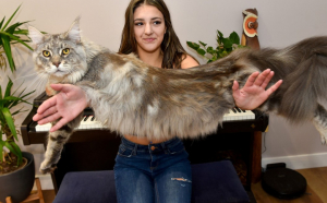 Aceasta pisică este adesea confundată cu un câine. Are peste un metru lungime și cântărește dublu față de o pisică obișnuită