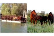 Anchetă în Delta Dunării. Sute de cai sălbatici ar fi trimiși la abator. Imaginile surprinse pe brațul Sfântu Gheorghe