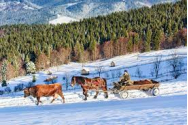 Bucovina, una din cele mai căutate destinaţii de Crăciun. 98% din locurile de cazare fiind deja rezervate