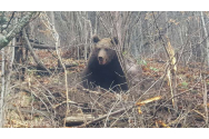 Urs salvat dintr-un laț de sârmă, la Bistrița