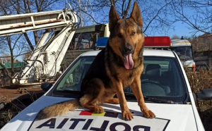   Hoț prins de un câine polițist, la Neamț