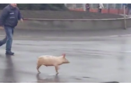 Un porc a fost filmat alergând într-o intersecție din Bacău: În loc să fie tăiat, taie el calea