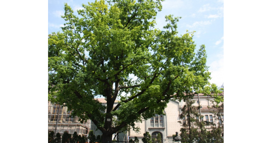 1arbori - Stejarul lui Berthelot 