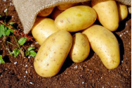 De ce să nu consumi niciodată cartofii încolțiți: Otravă foarte periculoasă