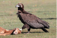 Vulturul negru, pasarea disparuta in Romania de peste jumatate de secol,a reparut in Dobrogea la finele anului trecut