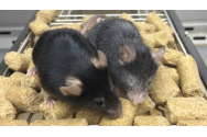 Cercetătorii au reușit să inverseze procesul de îmbătrânire la șoareci. Cum poate efectul „Benjamin Button” să fie folosit și la oameni