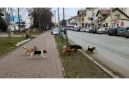  Bătrân atacat de câini, în plină stradă