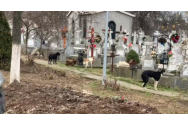 O haită de câini a descins în cimitirul unde se află trupul Anei Oroș - ASPA a fost chemată rapid