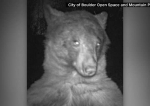 Primul urs care face selfie-uri. Acest animal are nu mai puțin de 400 de fotografii într-un parc