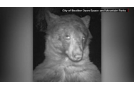 Primul urs care face selfie-uri. Acest animal are nu mai puțin de 400 de fotografii într-un parc