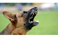 Cum să te aperi dacă ești atacat de câini agresivi