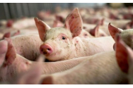 Țăranii nu vor mai avea voie să aibă câți porci vor în propria gospodărie! Guvernul vrea să le interzică și deținerea de masculi necastrați mai mari de 4 luni