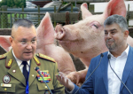 Guvernul vrea să pună Armata și jandarmii pe fermierii care cresc porci în gospodărie