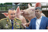 Guvernul vrea să pună Armata și jandarmii pe fermierii care cresc porci în gospodărie