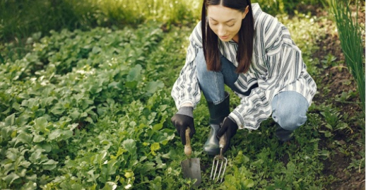 5 SFATURI de îngrijire a grădinii pe tot parcursul anului – Trucuri pentru începători și pasionații de grădinărit