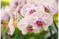 Nu mai uda orhideele cu apă: iată soluția pentru ca plantele să înflorească spectaculos
