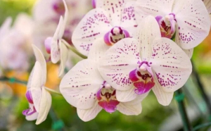 Nu mai uda orhideele cu apă: iată soluția pentru ca plantele să înflorească spectaculos