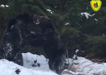 Imagini spectaculoase cu o bătaie între doi urși, surprinse într-o pădure din județul Suceava