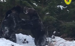 Imagini spectaculoase cu o bătaie între doi urși, surprinse într-o pădure din județul Suceava