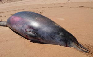 Opt balene cu cioc, găsite eşuate pe coastele din Cipru