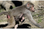 S-a aflat cum o maimuță de la Zoo a rămas însărcinată deși a stat singură într-o cușcă timp de doi ani