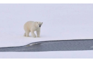 Ursul polar pierde tronul: nu este el cel mai mare prădător din Arctica. O descoperire incredibilă