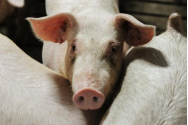 Cum se interzice carnea, de provenienta animala, din hrana europenilor