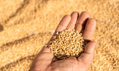 Marii cumpărători mondiali de grâu au redus cumpărăturile