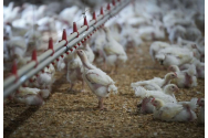 Agenția UE recomandă interzicerea creșterii în cuști a păsărilor de curte / Reacția industriei: Propuneri șocante. Ne pun la pământ