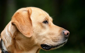 Zece lucruri despre câini pe care nu le știai. Nu se simt niciodată vinovați și sunt superstițioși