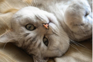Dorm pisicile cu ochii deschiși? Ce spun oamenii de știință