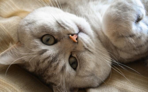Dorm pisicile cu ochii deschiși? Ce spun oamenii de știință