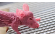 Chinezii au creat șoareci cu coarne de cerb