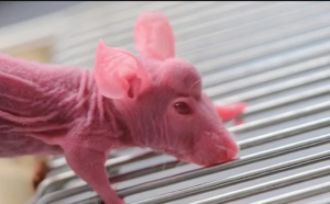 Chinezii au creat șoareci cu coarne de cerb