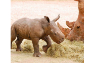 Un pui de rinocer alb sudic s-a născut la o grădină zoologică din Australia