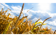 Producția de cereale a României s-a redus cu o treime