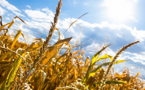 Producția de cereale a României s-a redus cu o treime