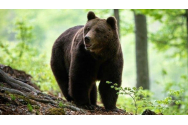 Carnea de urs, la mare căutare în Japonia. Se vinde la automate